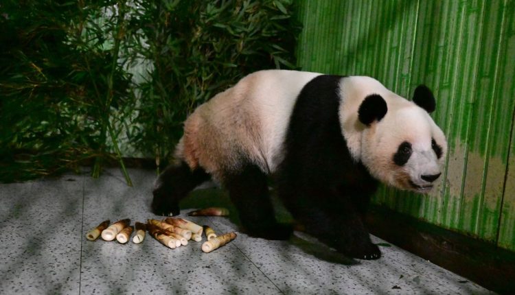 China Japan Pandas