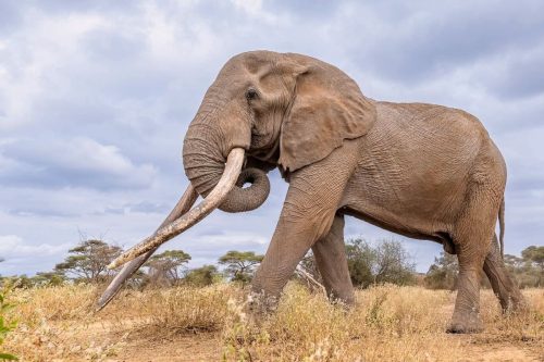 Kenya-Beloved Elephant Dies