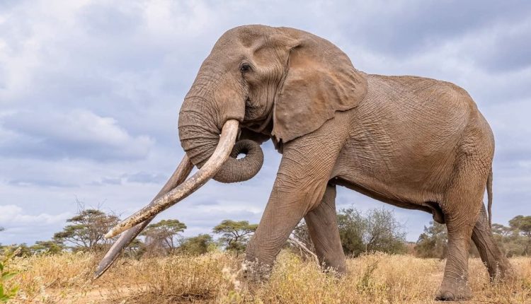 Kenya-Beloved Elephant Dies