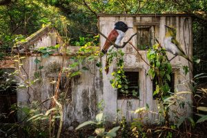 Hong Kong Bird Murals Photo Gallery