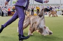 Westminster Dog Show 101