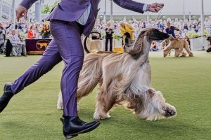 Westminster Dog Show 101