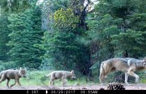 California Gray Wolves