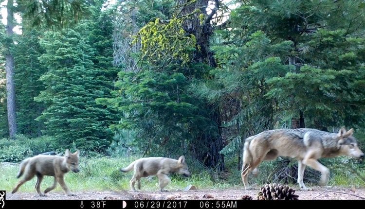 California Gray Wolves