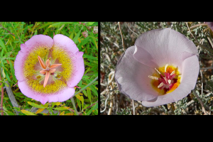 Wonderful Native Monocots: How to Grow Them