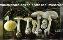 Death Cap Mushrooms