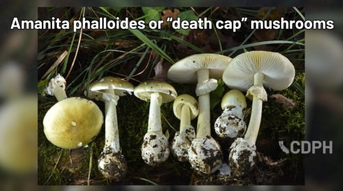 Death Cap Mushrooms