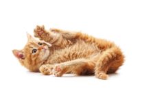 Declawing cats banned in California