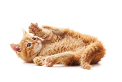 Declawing cats banned in California