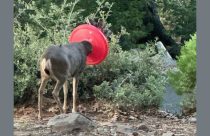 Doe with red cover around its neck—Photo taken by Gary Lee