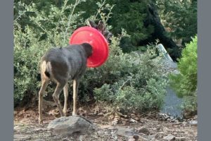 Doe with red cover around its neck—Photo taken by Gary Lee