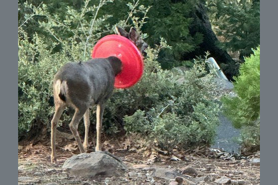 Doe Caught In Precarious Life-Threatening Position