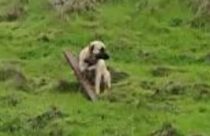 Dog left tied to fence post in Calaveras County—CCAS photo