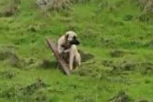 Dog left tied to fence post in Calaveras County—CCAS photo