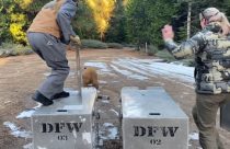 Releasing two bears into the wild in the Arnold area of Calaveras County—CDFW