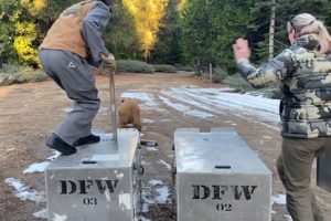 Releasing two bears into the wild in the Arnold area of Calaveras County—CDFW