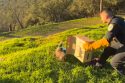CHP officer releasing the red-tailed hawk back into the wild after a successful recovery—Amador CHP photo