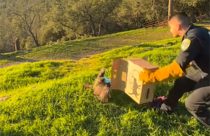 CHP officer releasing the red-tailed hawk back into the wild after a successful recovery—Amador CHP photo