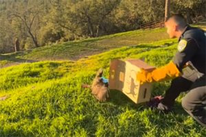 CHP officer releasing the red-tailed hawk back into the wild after a successful recovery—Amador CHP photo