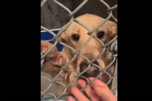 One of three puppies at the Tuolumne County Sheriff's Animal Control shelter—TCSAC photo