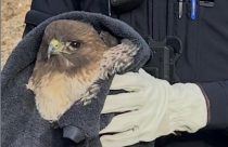 Saved injured red-tailed hawk on Highway 88 in Amador County—Amador County CHP