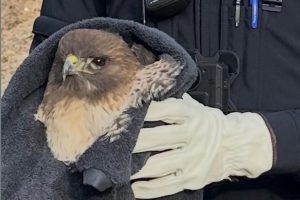 Saved injured red-tailed hawk on Highway 88 in Amador County—Amador County CHP