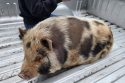 Stray pig found in Valley Springs—CCAS photo