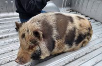 Stray pig found in Valley Springs—CCAS photo