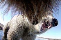 Alaska Bears Collar Cams