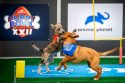 TV - Puppy Bowl