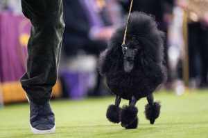 Westminster Dog Show