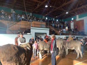 Donkey Basketball in Tuolumne
