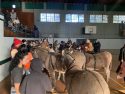 2026 Donkey Basketball in Tuolumne