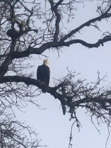 Bald Eagle sitting in tree