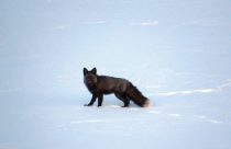 Sierra Nevada Red Fox