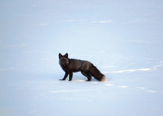 First GPS Collar Placed On Sierra Nevada Red Fox in the Southern Sierra