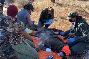 Wolf being collared—CDFW photo
