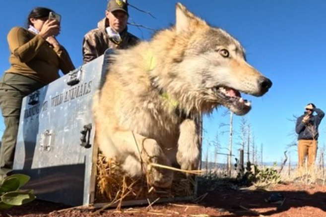 Five Gray Wolves Collared In Northern California To Monitor Movements