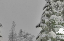 Yosemite Conservancy's live Yosemite Falls webcam image - 2/17/26