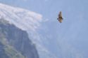 Peregrine falcon flying over the skies of Yosemite National Park—Photo: James McGrew