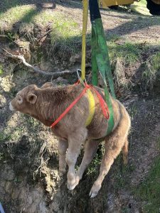 Calf rescued after falling down abandoned mine shaft in Campo Seco in Calaveras County—CCF photo