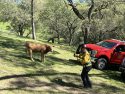 Calf rescued after falling down abandoned mine shaft in Campo Seco in Calaveras County—CCF photo