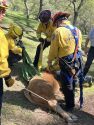 Calf rescued after falling down abandoned mine shaft in Campo Seco in Calaveras County—CCF photo
