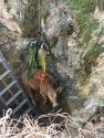 Calf rescued after falling down abandoned mine shaft in Campo Seco in Calaveras County—CCF photo