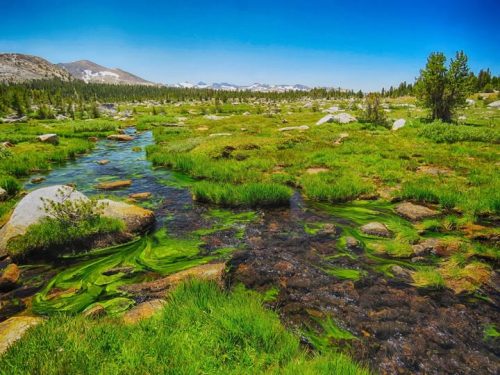 Bob Asquith's photo at 10,000 feet in Yosemite High Country near Gaylor Lakes. Features Mt Dana, Mt Lyell (highest in YNP) and that entire range. From 2019.