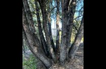 Disc Golf Basket at Groveland's Mary Laveroni Park - GCSD Image