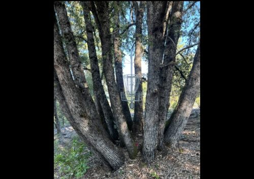 Disc Golf Basket at Groveland's Mary Laveroni Park - GCSD Image