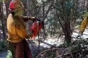 Stanislaus Hotshots currently working to reduce fuels along Forest Road 5N55 on the Calaveras Ranger District in the Irish/O’Manuel burn units—STF photo