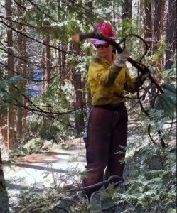 Stanislaus Hotshots currently working to reduce fuels along Forest Road 5N55 on the Calaveras Ranger District in the Irish/O’Manuel burn units—STF photo