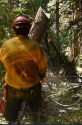 Stanislaus Hotshots currently working to reduce fuels along Forest Road 5N55 on the Calaveras Ranger District in the Irish/O’Manuel burn units—STF photo